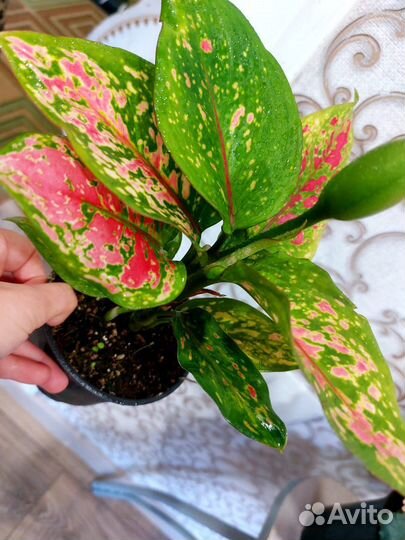 Комнатные растения цветы