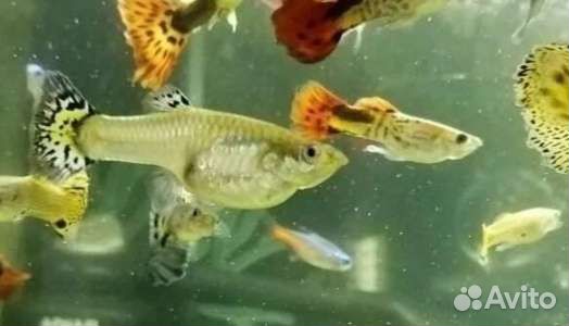 Аквариумные рыбки гуппи