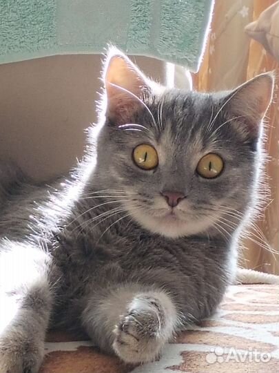 Котята метисы