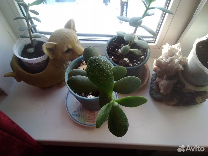 Индийский лук. денежное дерево алоэ, золотой ус