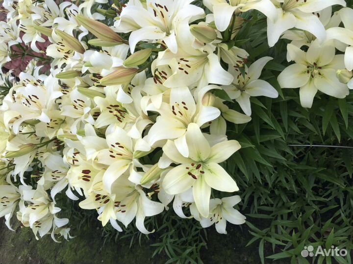 Лилии белые многолетние