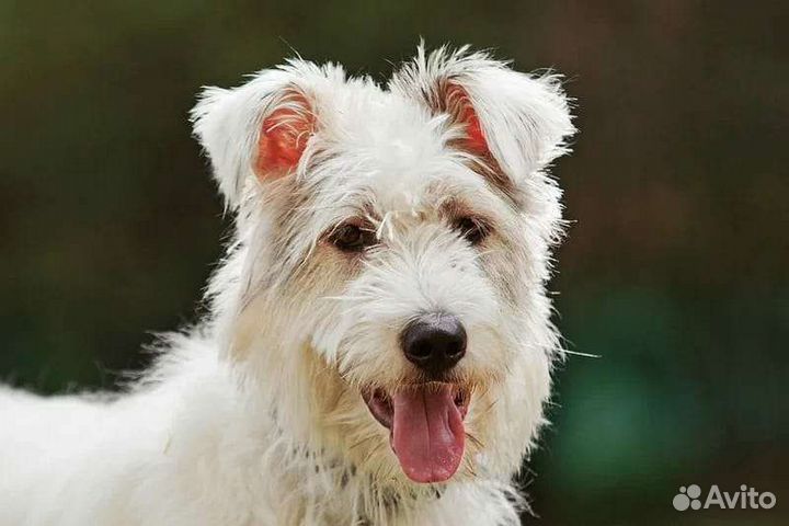 Шикарный пёс Бест ищет дом