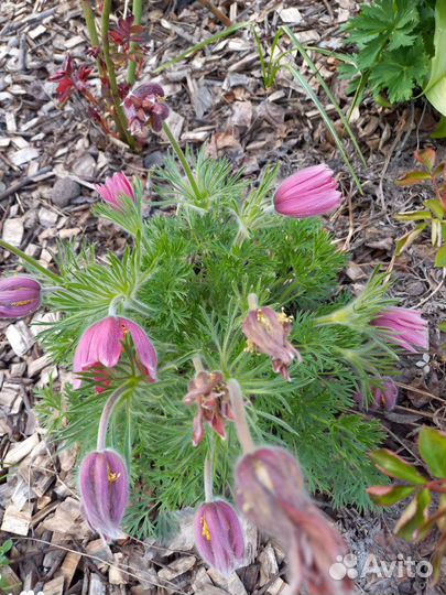 Прострел, или сон- трава