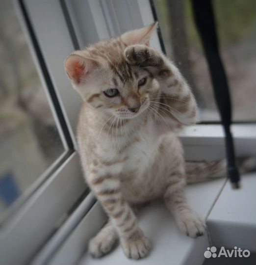 Бенгальские котята