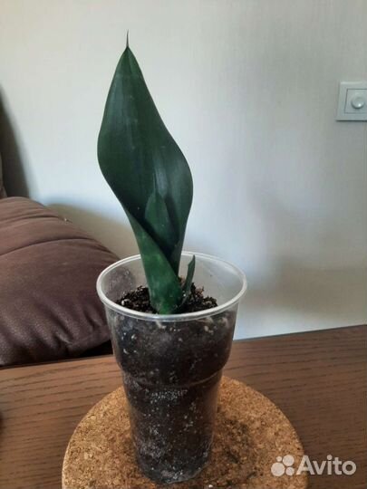 Сансевиерии: блэк даймонд и робуста