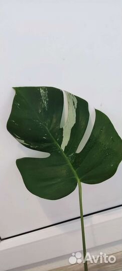 Вариегантная Монстера Альба