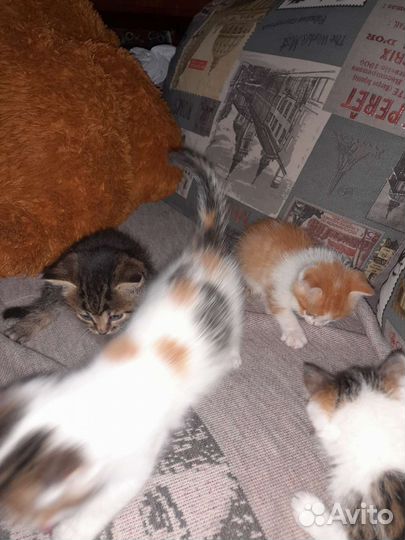 Котята в добрые руки