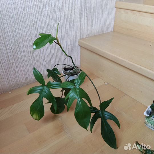 Комнатные цветы