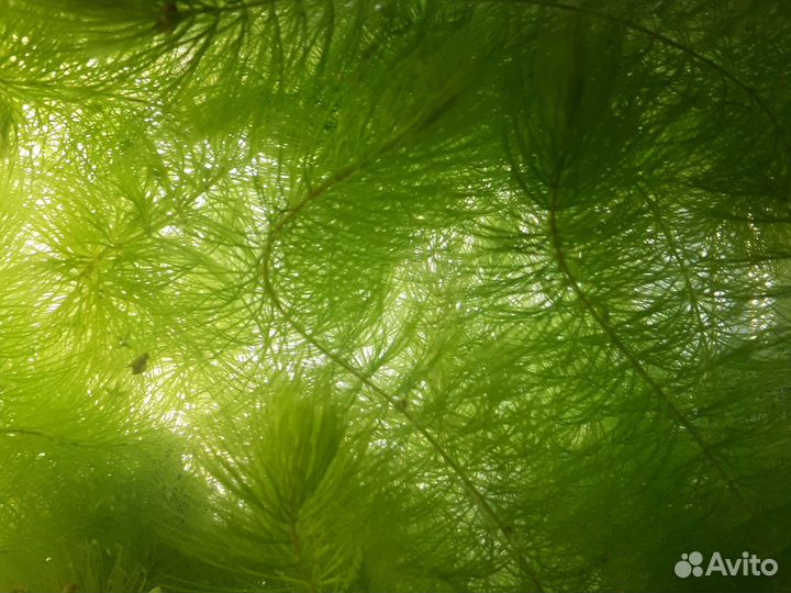 Роголистник