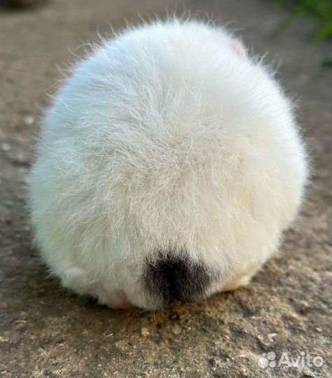 Морская свинка американский тедди