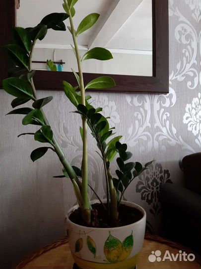 Замиокулькас