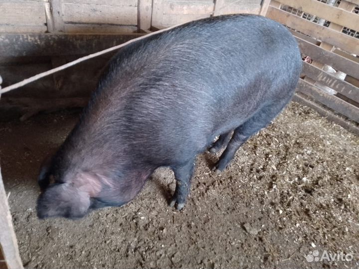 Свиньи Свиноматки