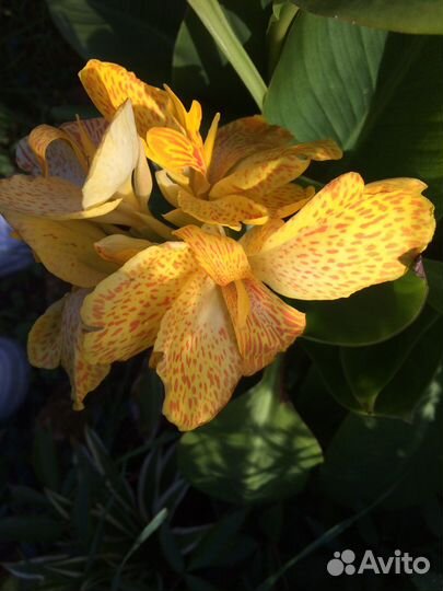 Канна сорта SOL наррy emily