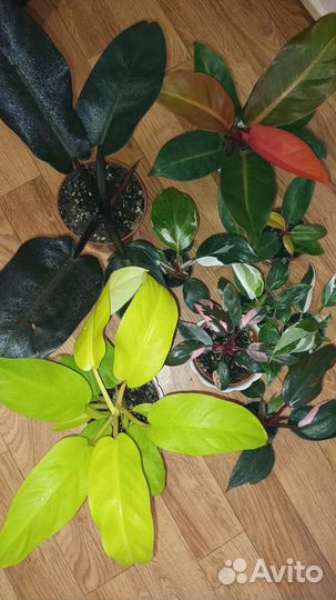 Филодендроны пестролистные