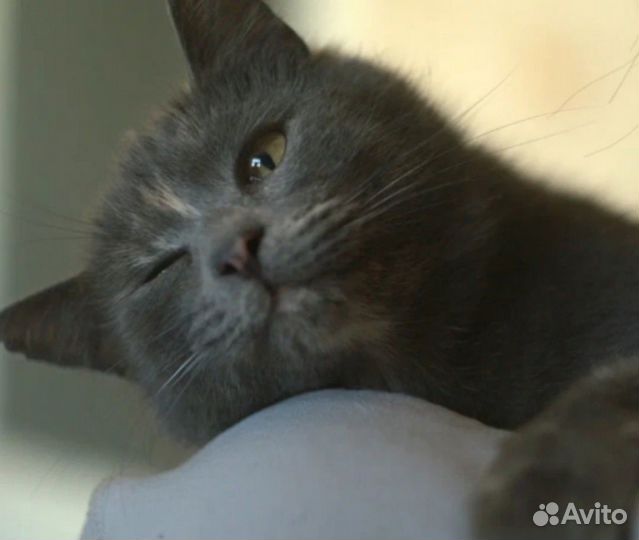 Кошка в хорошие руки