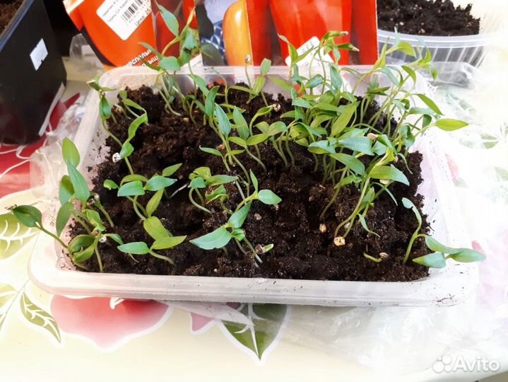 Рассада перца сладкого