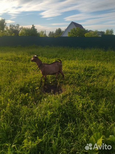 Коза нубийская