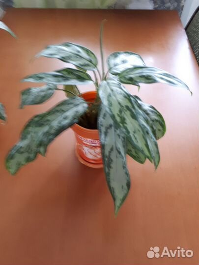 Аглоонема Мария