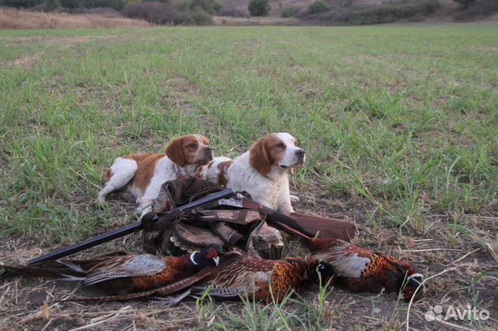 Бретонский Эпаньоль