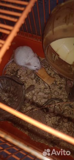 Мышь цветная декоративная