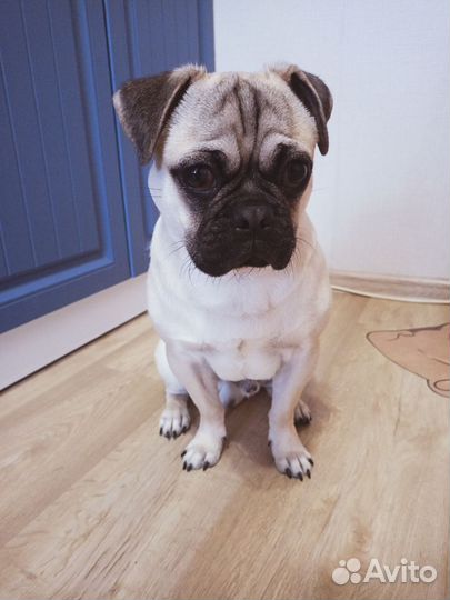 Мопс вязка мальчик