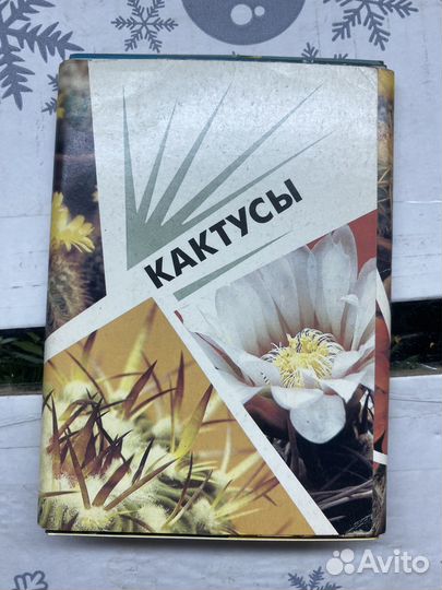 Советские открытки Кактусы