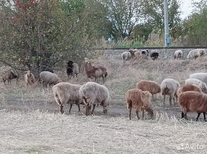 Курдючные бараны овцы