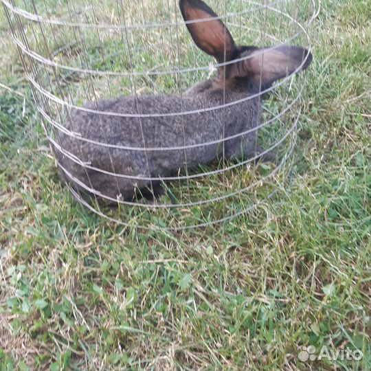 Кролики Стрекачи