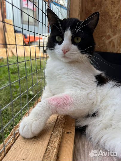 Спасите кота из приюта