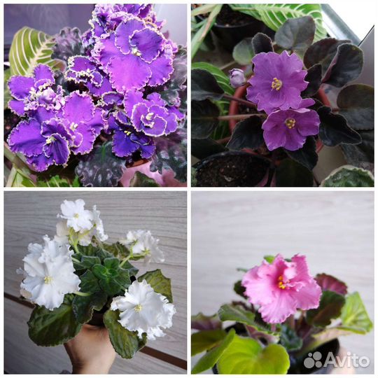 Комнатные цветы