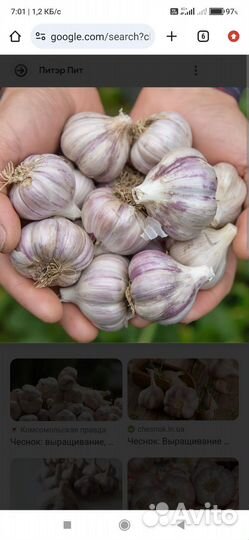 Чеснок