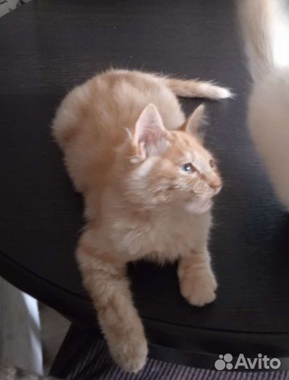 Сибирские котята
