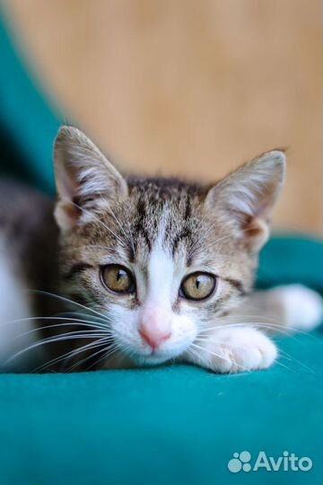 Девочка котенок в добрые руки