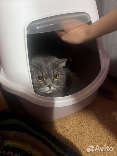 Британский котик