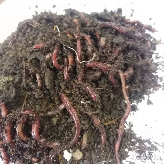 Наживка для рыбалки