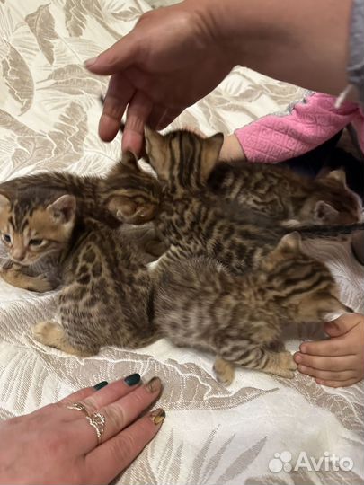 Бенгальская