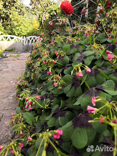 Кислица, оксалис для клумб