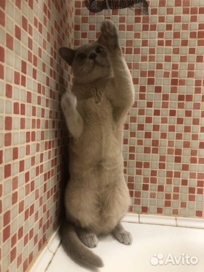 Вязка Бурманский Кот