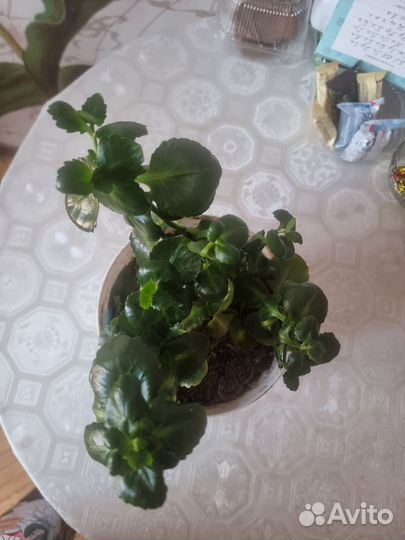 Комнатные цаеты