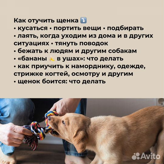 Кинолог, дрессировка: мини-группа для щенков