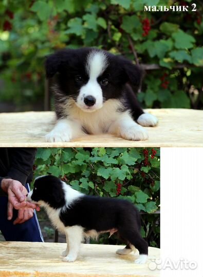 Бордер колли щенки