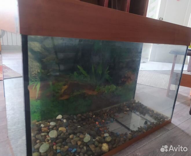 Аквариум