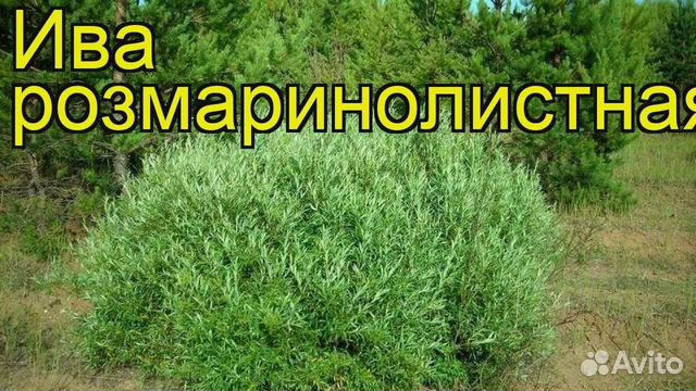 Ива розмаринолистная и описание в ландшафтном дизайне