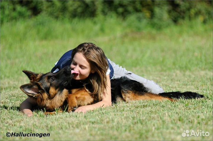 Фотосессии для владельцев собак