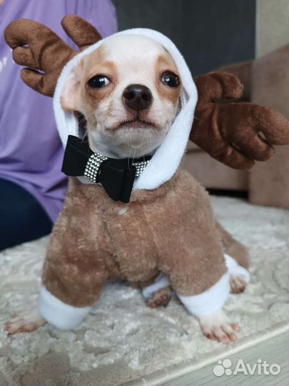 Чихуахуа мальчик