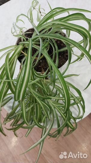 Хлорофитум