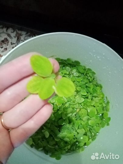 Аквариумные растения