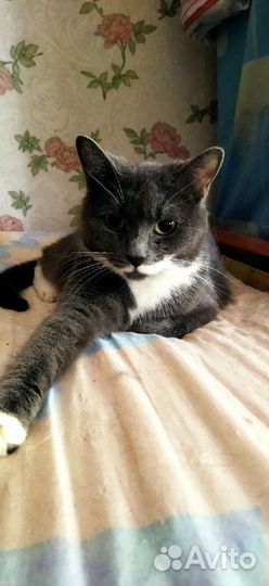 Кот 1,5 года