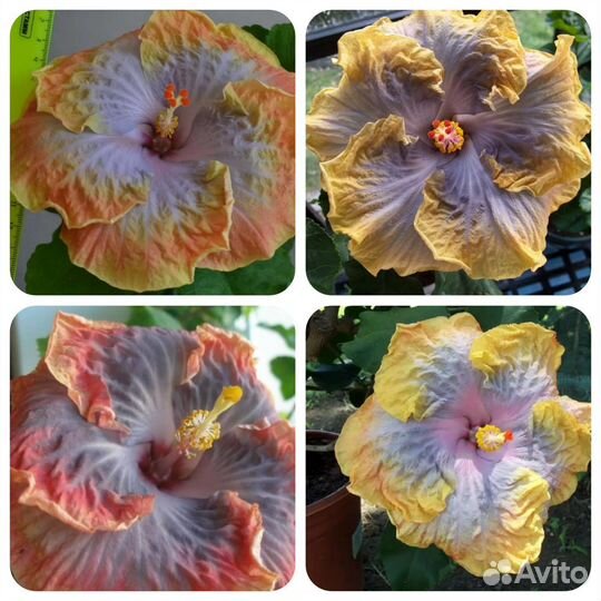 Сортовой гибискус,в коллекции 60 сортовых гиб