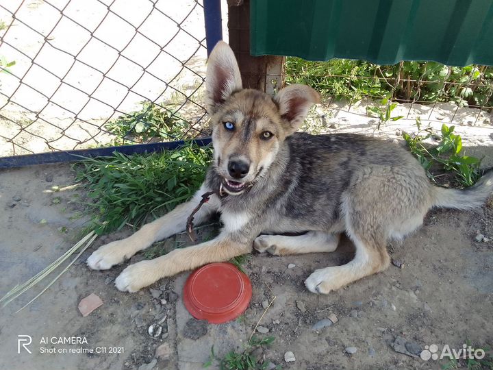 Продаём хаски от мамы хаски и не породистой собаки